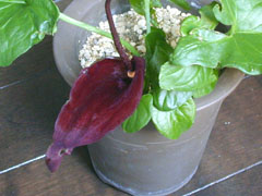 リュウキュウハンゲ