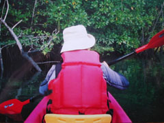 いざマングローブ林へ