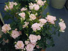 パーフェクトスイート