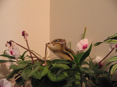 大人になったサイちゃん