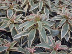 20070404b