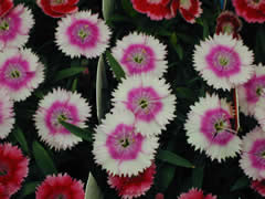 20070404c