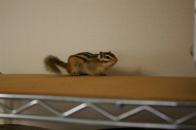 サイチャンホイール壊れる