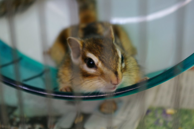 サイチャンホイール