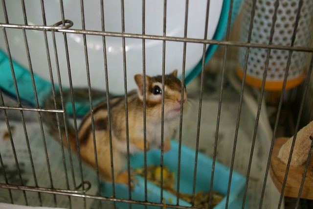 今日のサイちゃん 2007.6.15