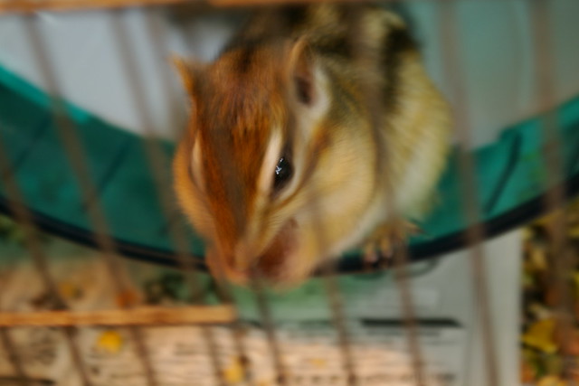 しのぶちゃん元気ですか