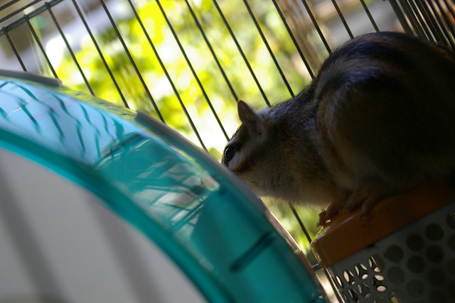 内弁慶子ちゃん