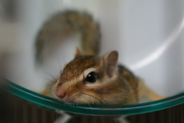 今日のサイちゃん 2007.8.31