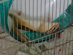 呆けサイちゃん