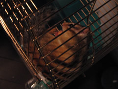 またもや任務失敗