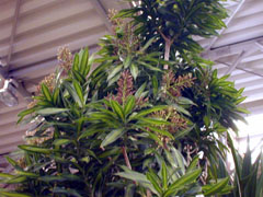 ジャマイカの花