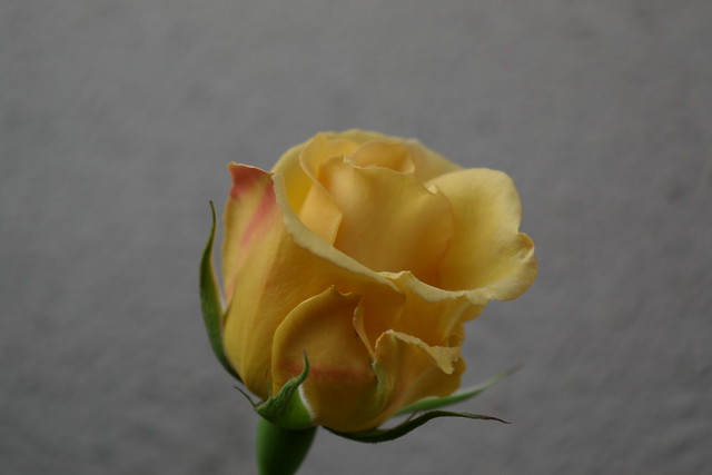 IMGP1529