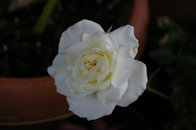 グリーンアイス