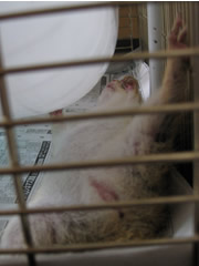 あられもない姿