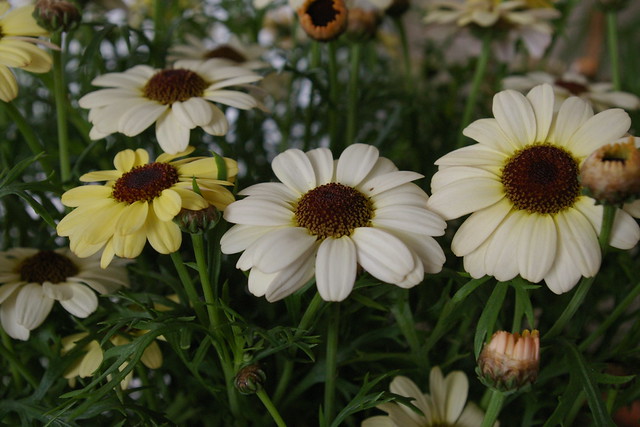 マーガレット・リフレクション