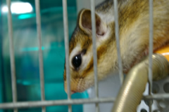 さようならサイちゃん