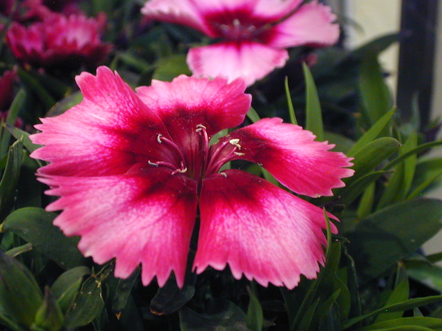 4031333483_442238e3ac_z