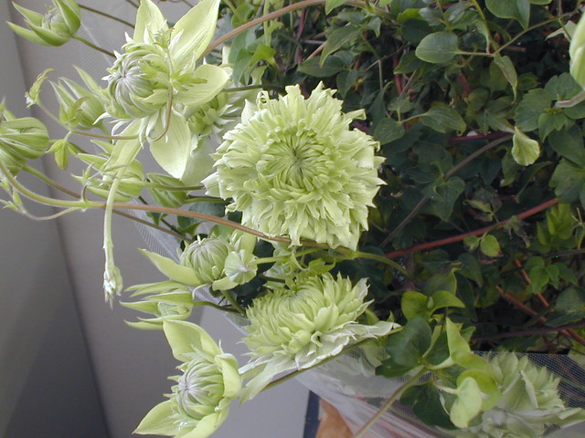 クレマチス’シロマンエ’（白万重）