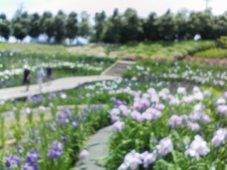 あじさい・花しょうぶまつり