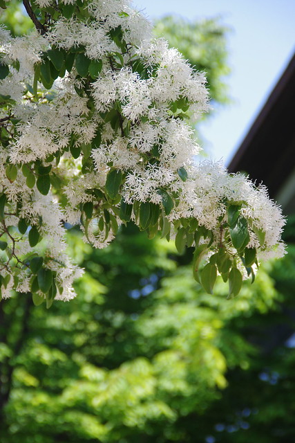 ナンジャモンジャ