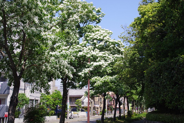 IMGP2179