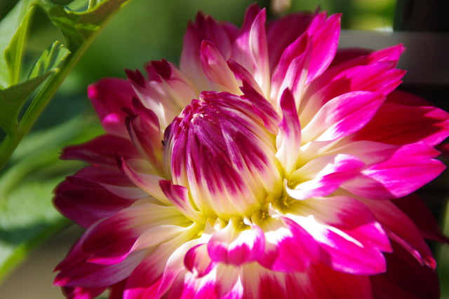 コスモス・ダリアまつり