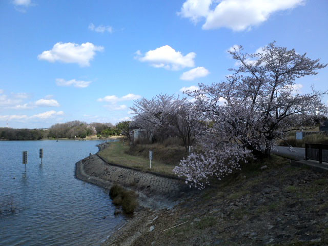 花見ポタリング
