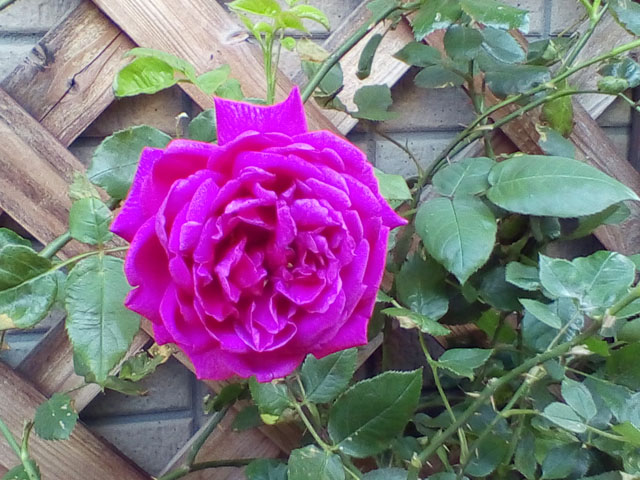 アンダーザローズ