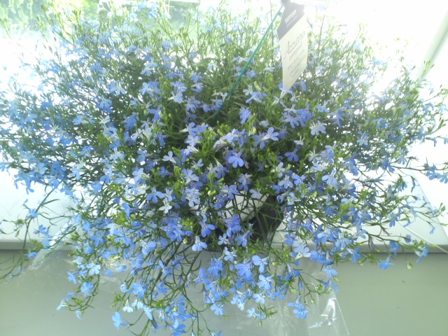 アズーロコンパクト