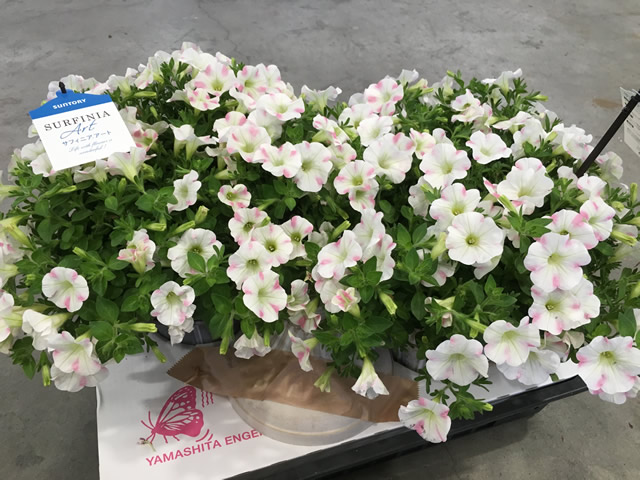 サフィニアアート