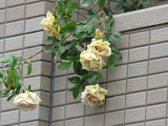 バタースコッチ