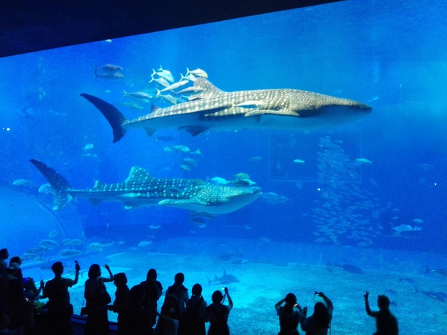 沖縄美ら海水族館