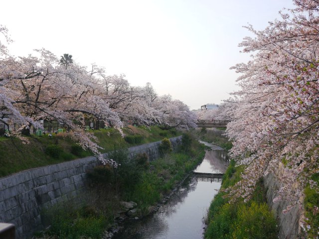 恒例のはしご桜