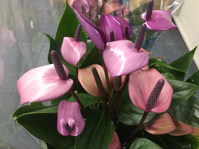 アンスリウム・フィオリーノ