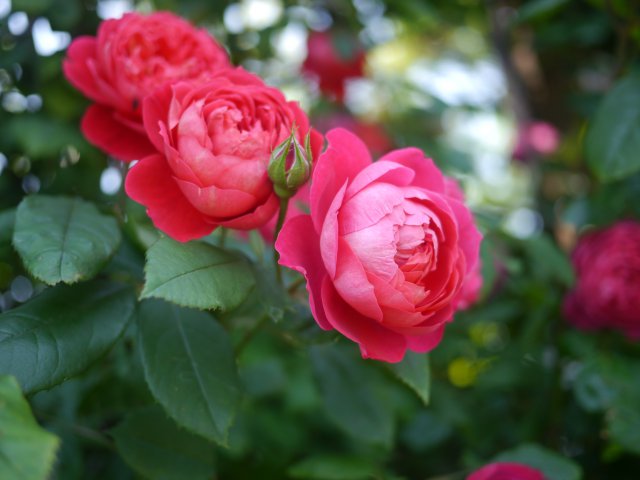 柿安本店株主総会