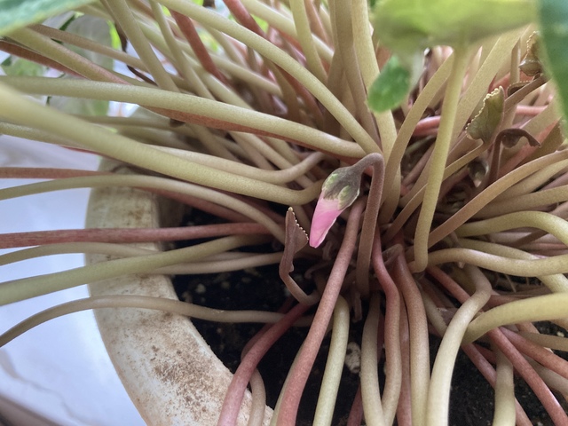 シクラメンの蕾