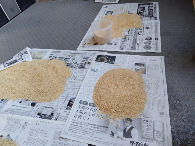 (グロ・閲覧注意)コクゾウムシ