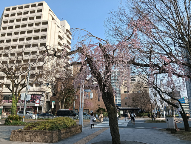 桜