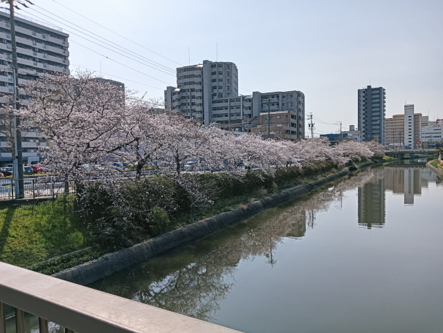 桜