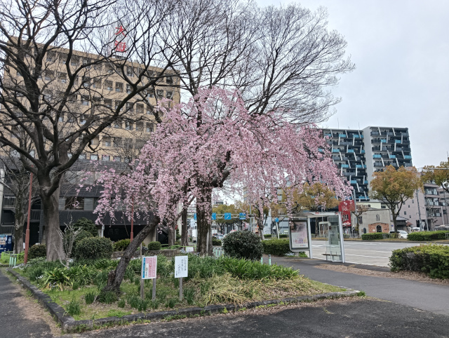 桜