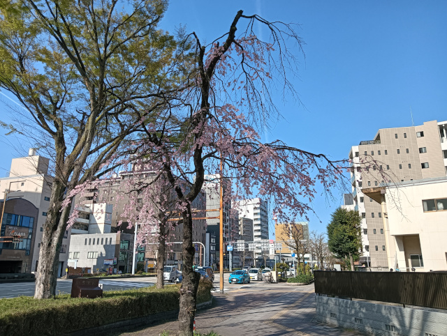 桜2