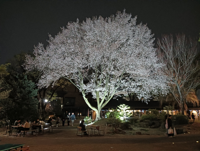 桜3