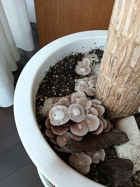 キノコ